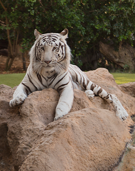 tigre-2 Tigre