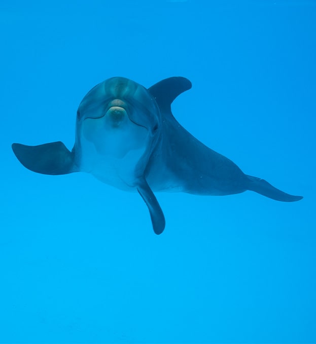 sponsor-delfines-2-min Delfín