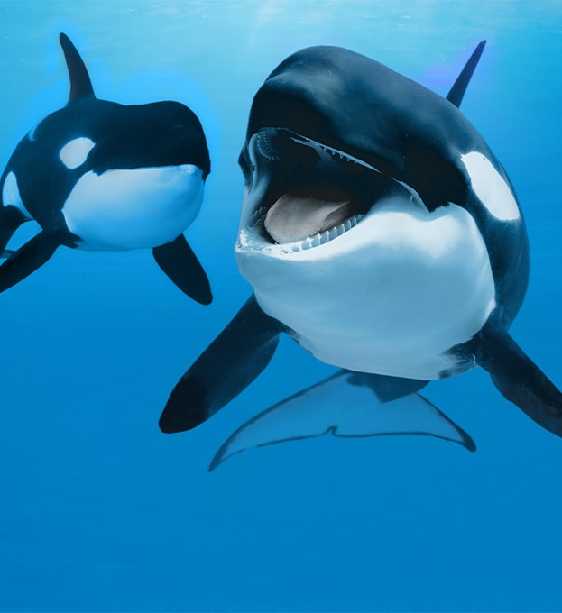 sponsor-orcas-2-min Orcas